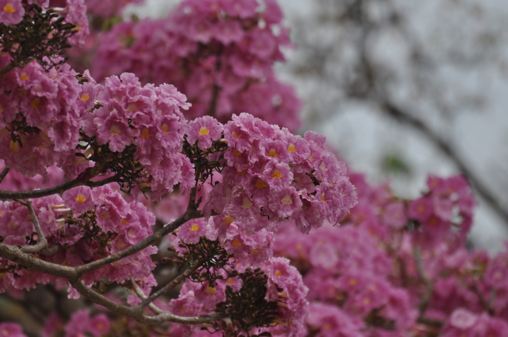 5 - Imagens do CEU.jpg